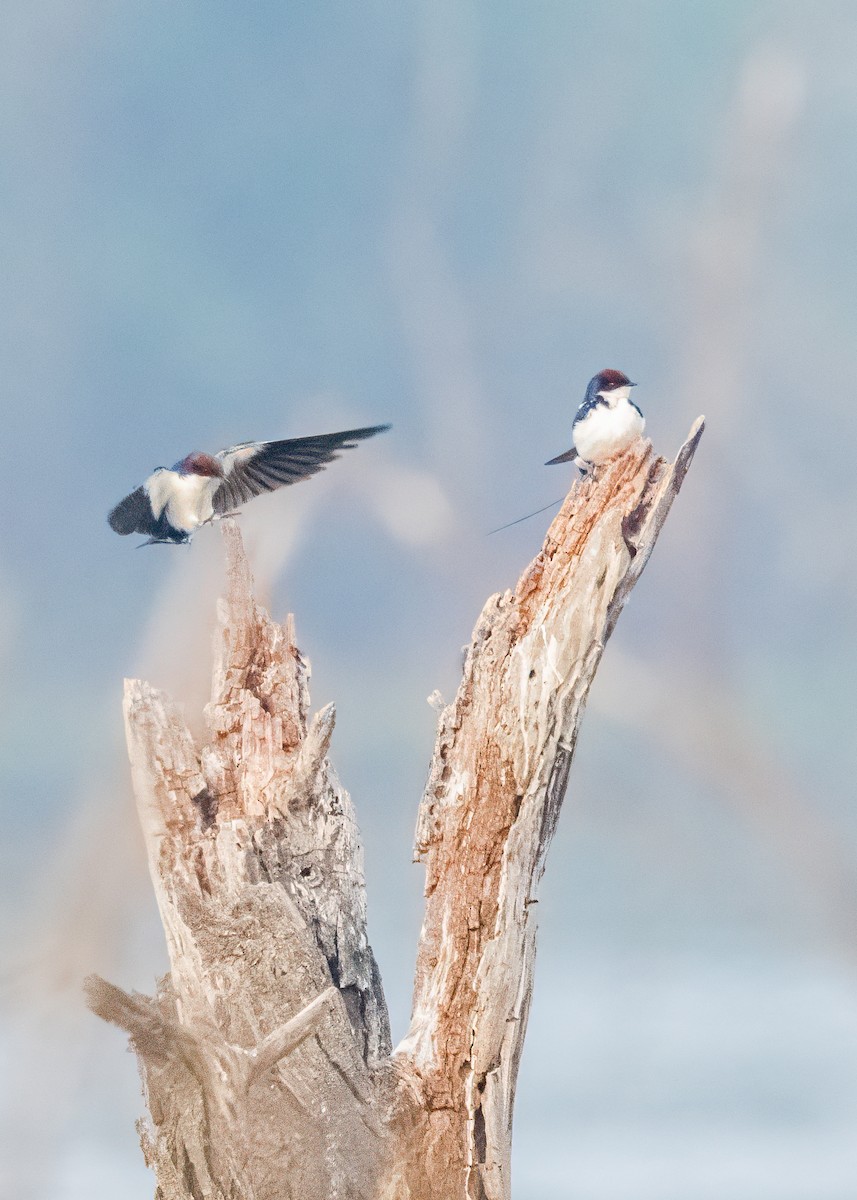 Wire-tailed Swallow - ML646586656