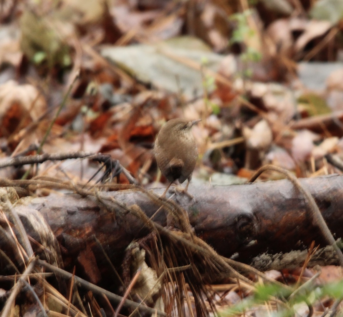 Winter Wren - ML646586657