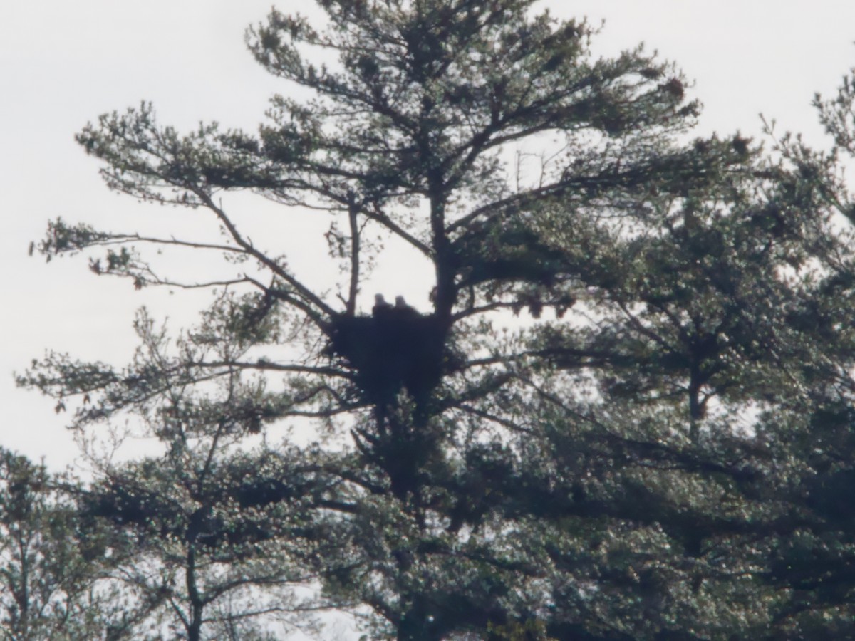 Itsas arrano buruzuria - ML646586658