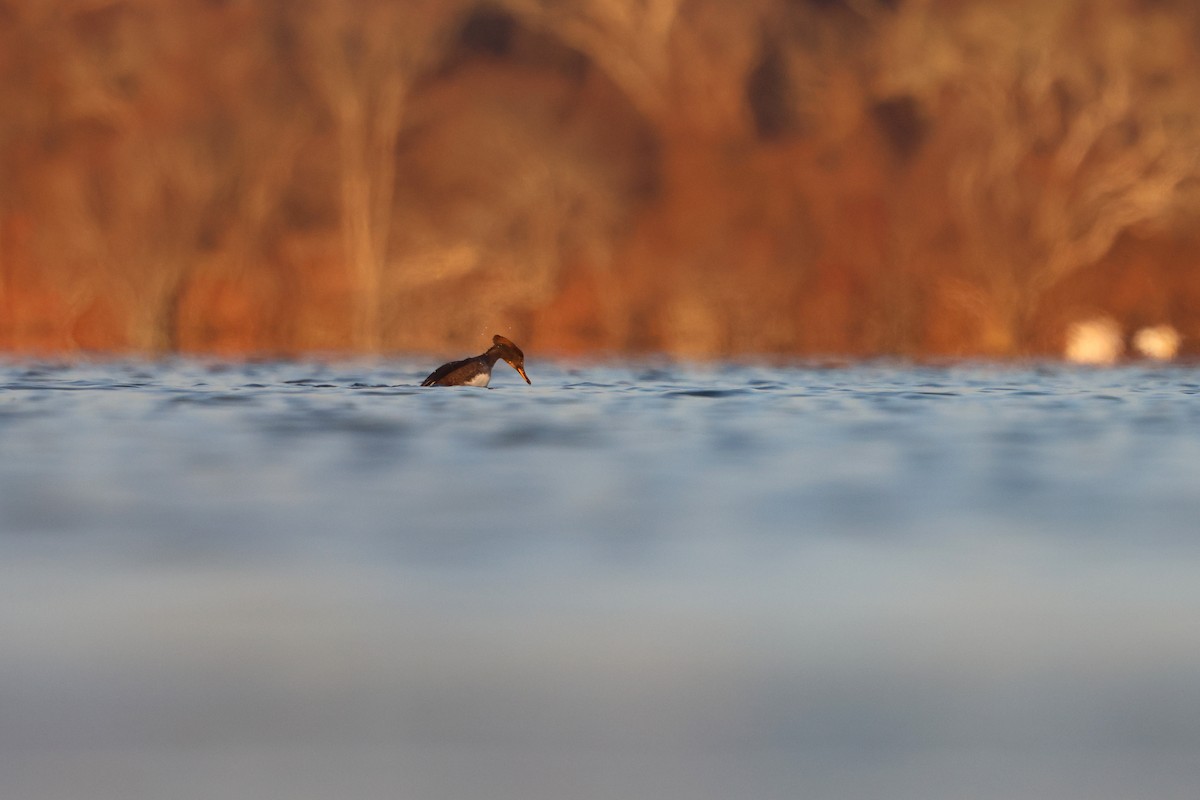 Hooded Merganser - ML646586659