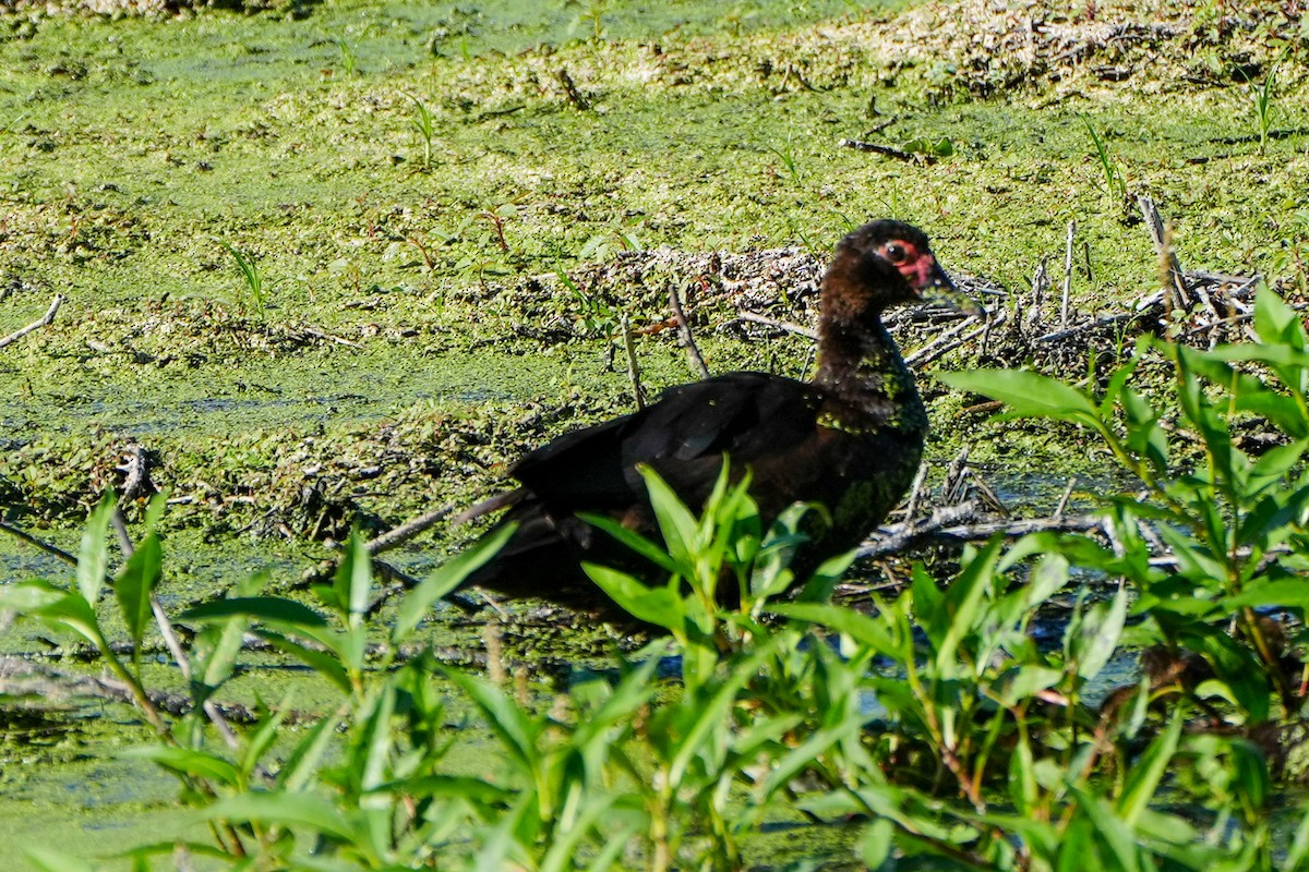 Качка мускусна (свійська) - ML646586660