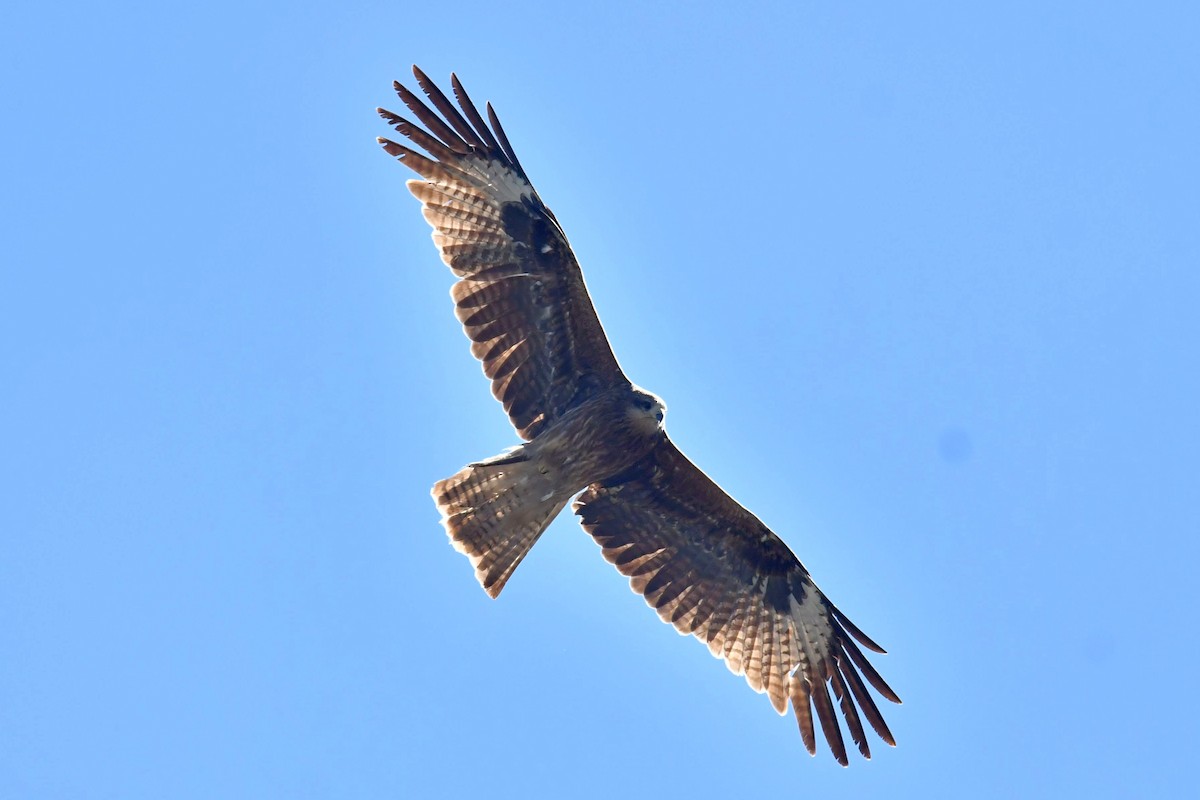 Black Kite (Black-eared) - ML646586663