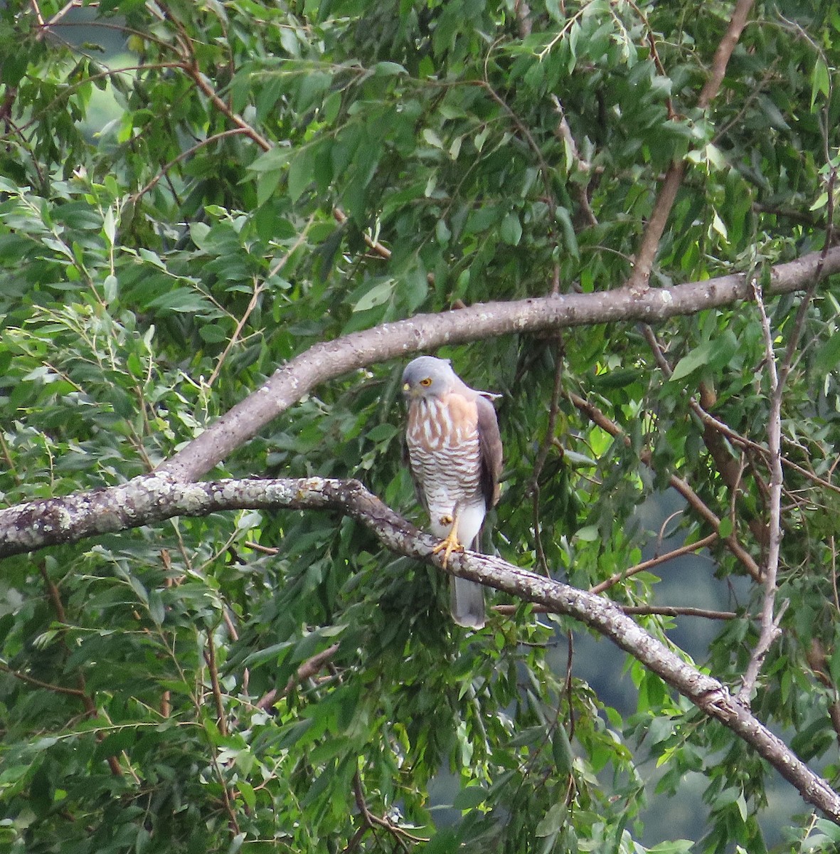 鳳頭蒼鷹 - ML646586664