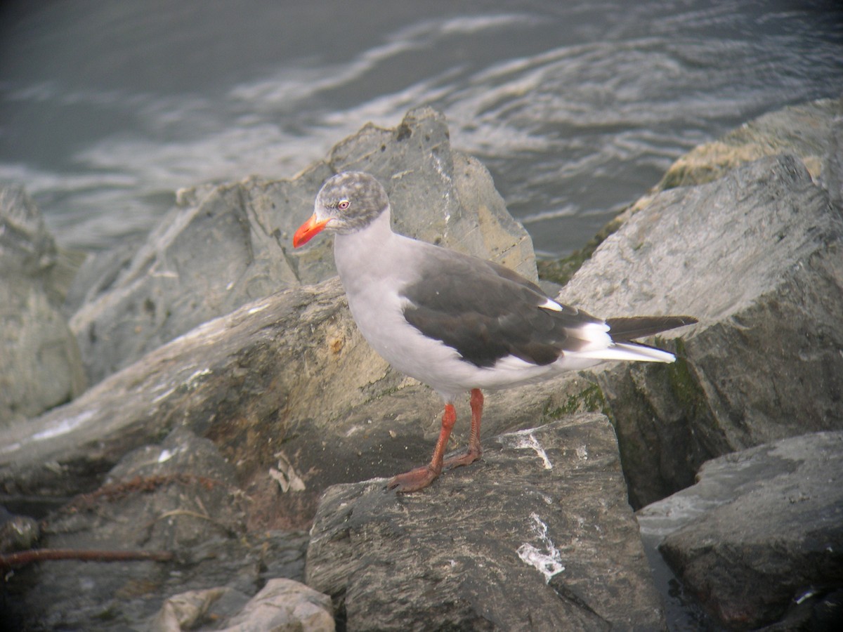 Dolphin Gull - ML646586665