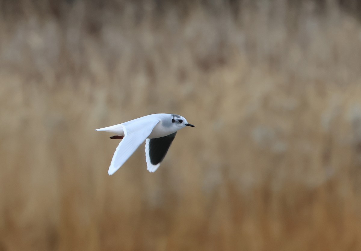 Little Gull - ML646586668