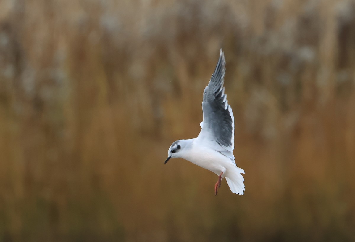 Little Gull - ML646586669