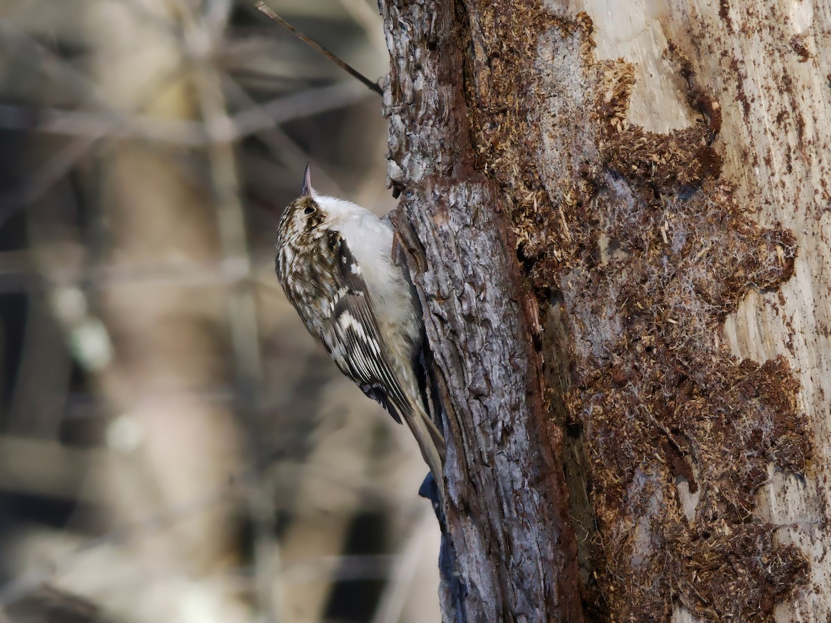 Gerri-txori amerikarra - ML646586670