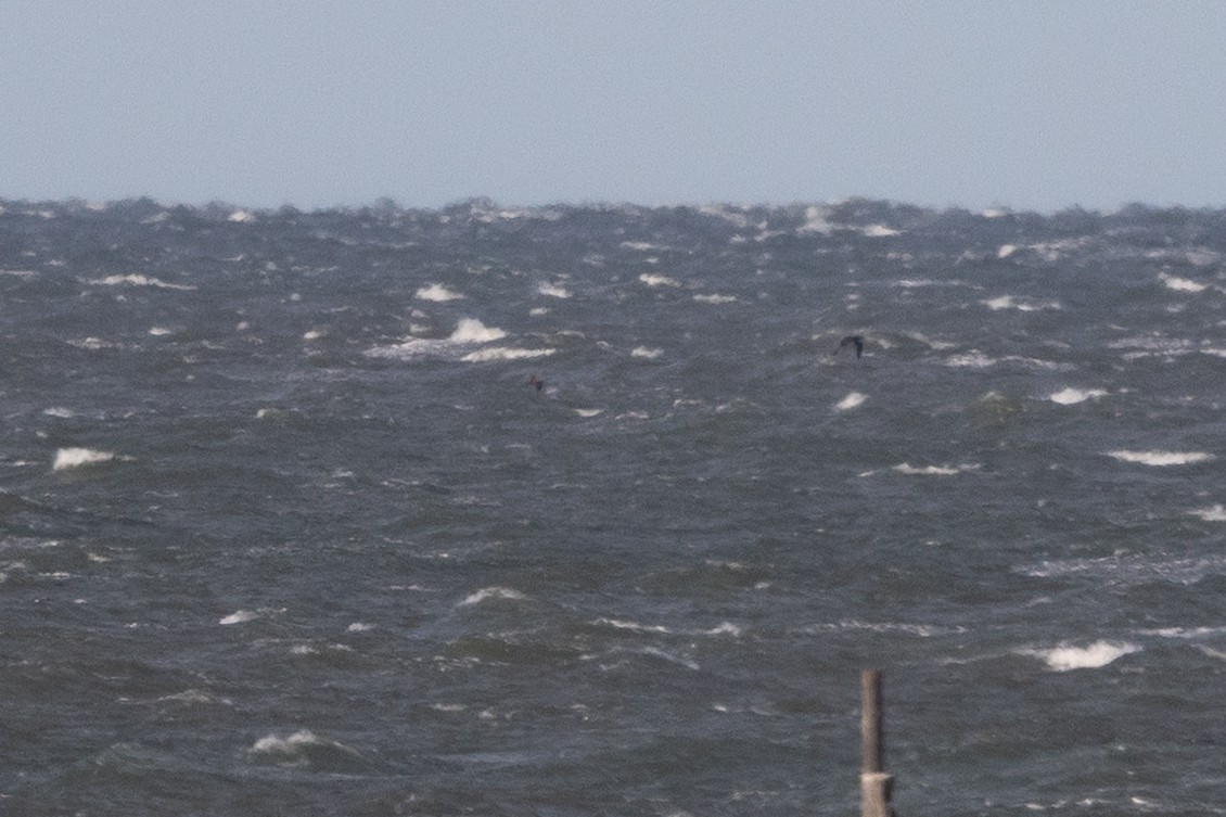 Sula fosca - ML646586673