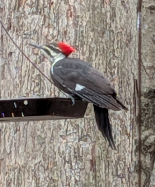 Pileated Woodpecker - ML646586674