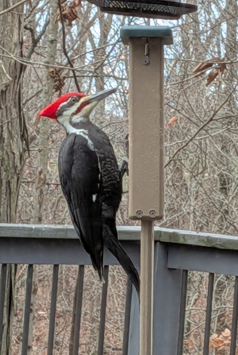 Pileated Woodpecker - ML646586675