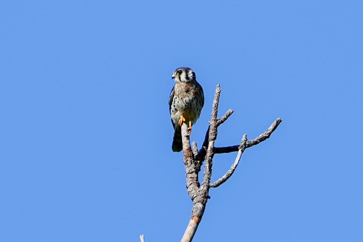 Боривітер американський - ML646586679