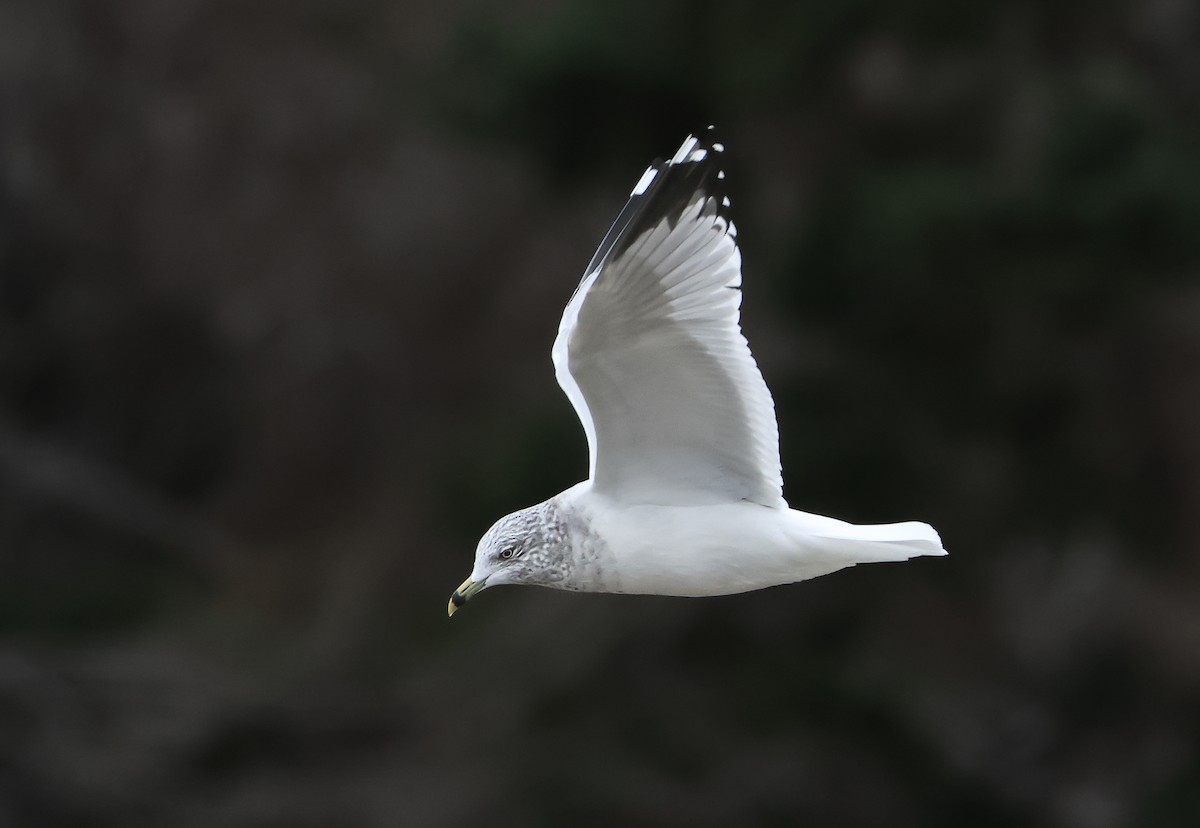 Ring-billed Gull - ML646586680
