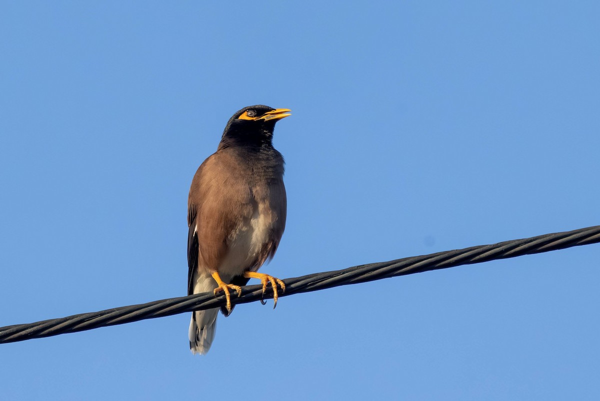 Common Myna - ML646586682
