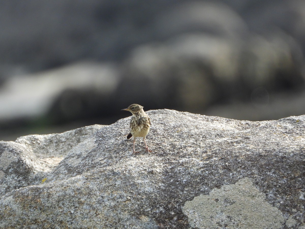 Rock Pipit - ML646586686