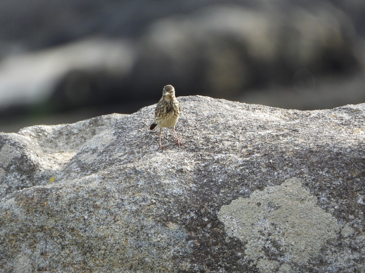 Rock Pipit - ML646586687