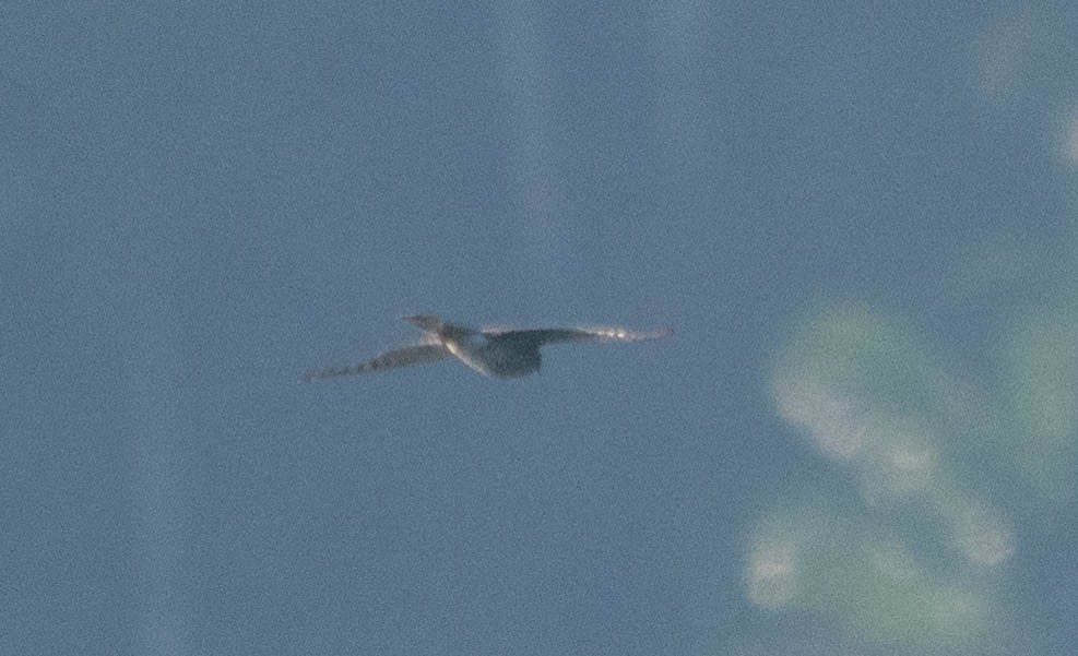 Gundlach's Hawk - ML646586688