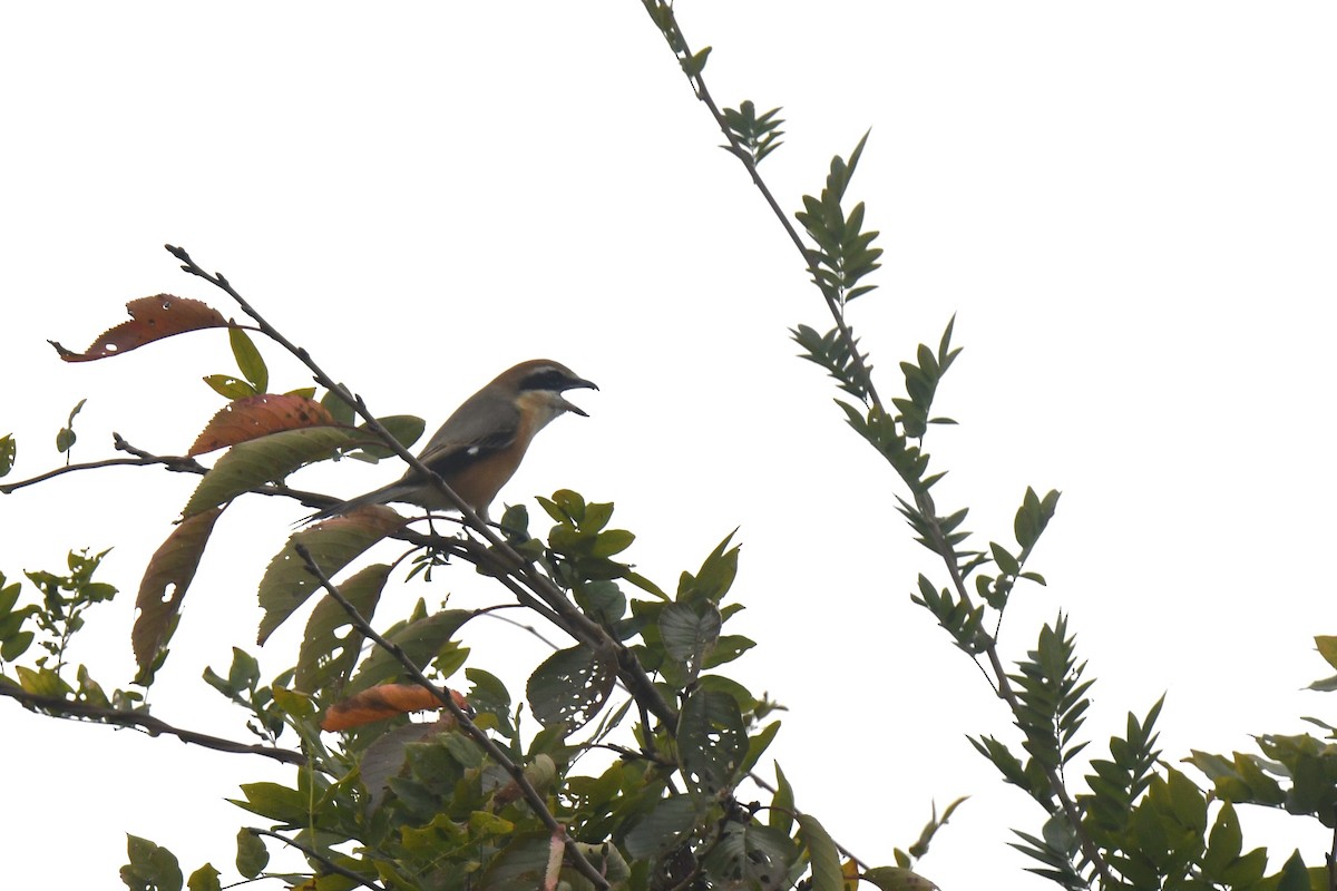 Bull-headed Shrike - ML646586690