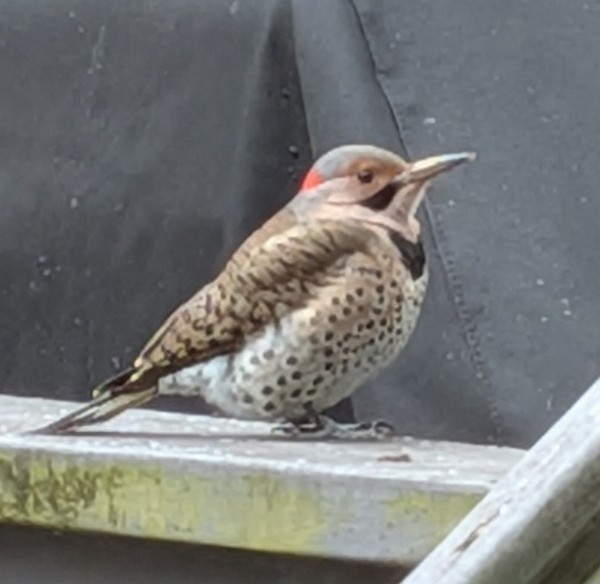 נקר צפון-אמריקני - ML646586692