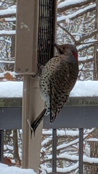 נקר צפון-אמריקני - ML646586693