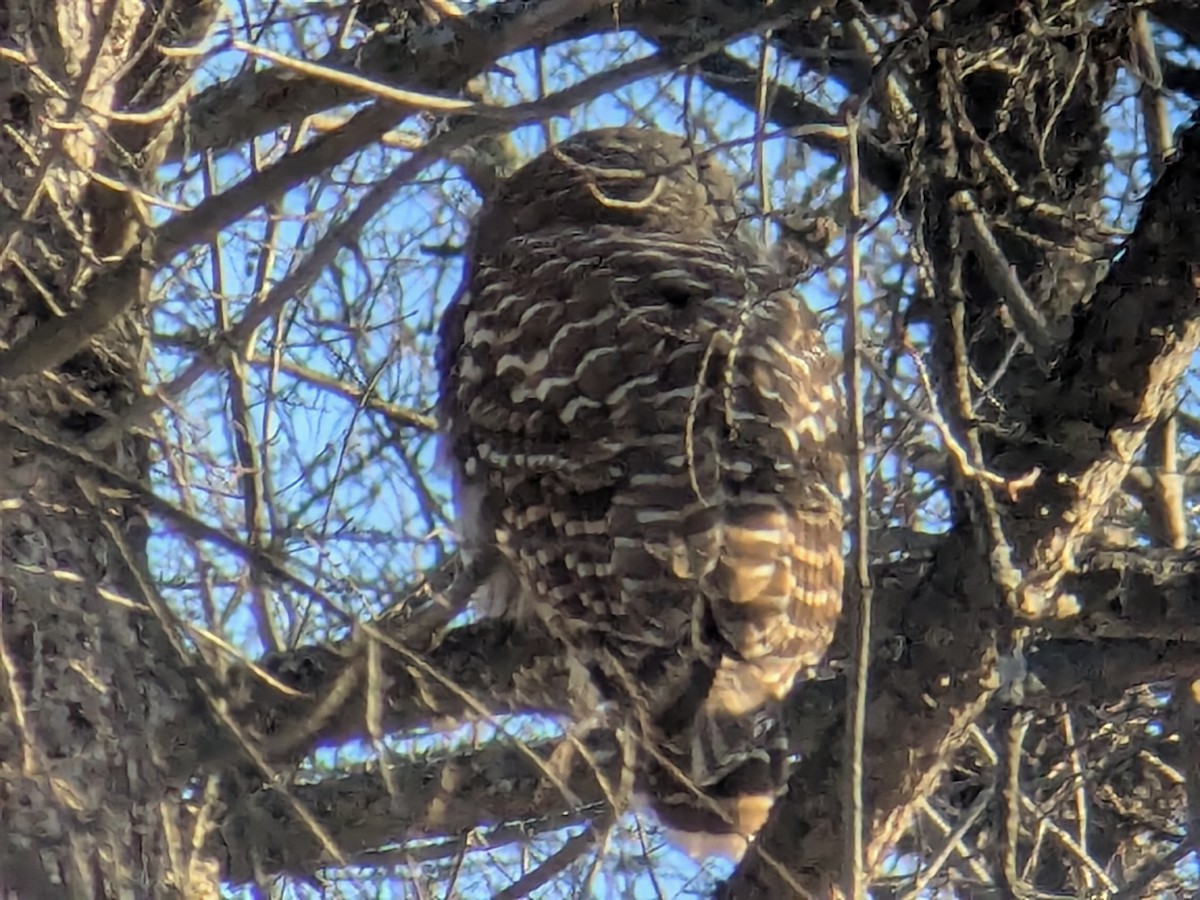 Barred Owl - ML646586695