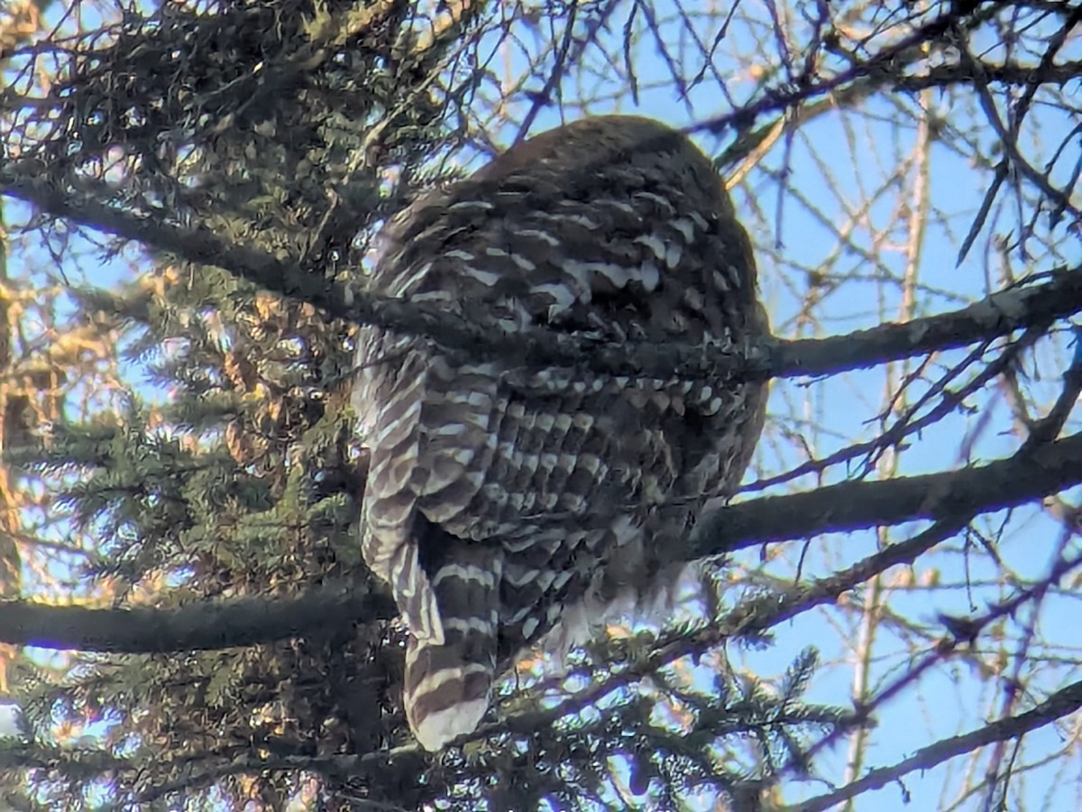 Barred Owl - ML646586696