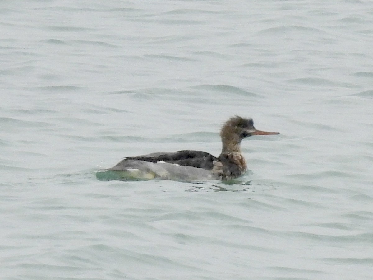 Red-breasted Merganser - ML646586697