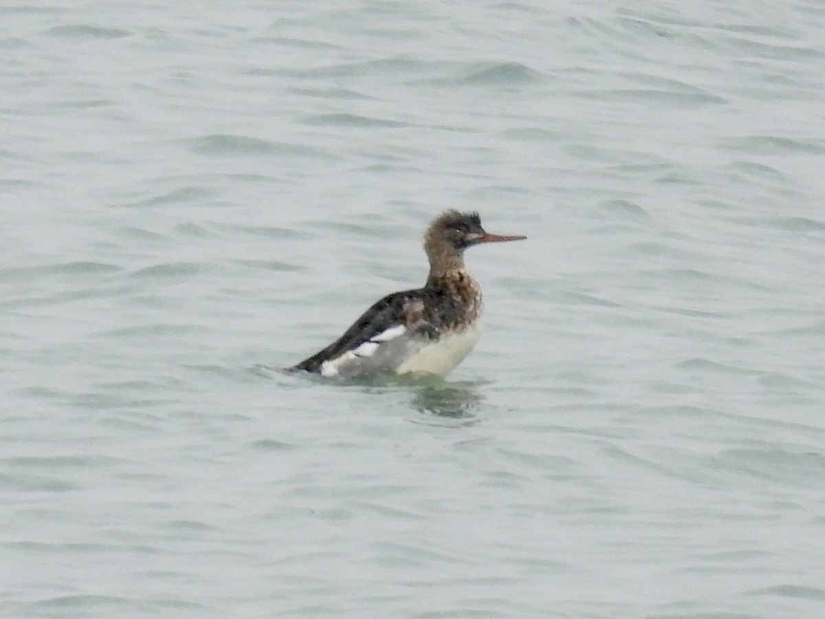 Red-breasted Merganser - ML646586698