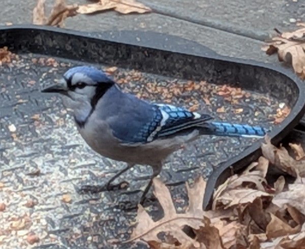 Blue Jay - ML646586700