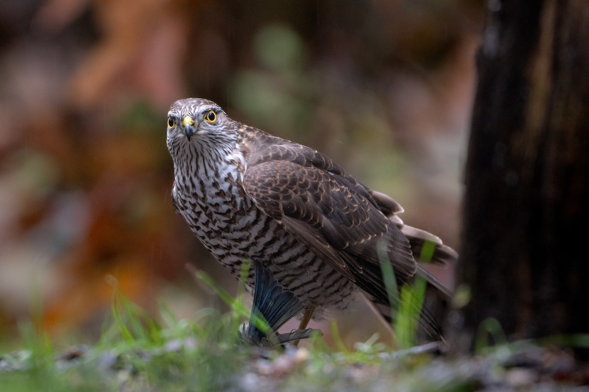 Gabirai arrunta - ML646586701