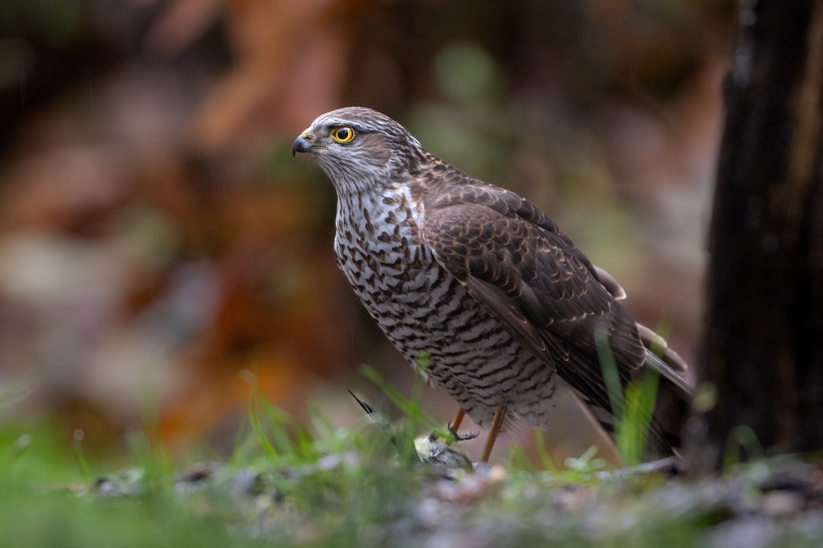 Gabirai arrunta - ML646586702