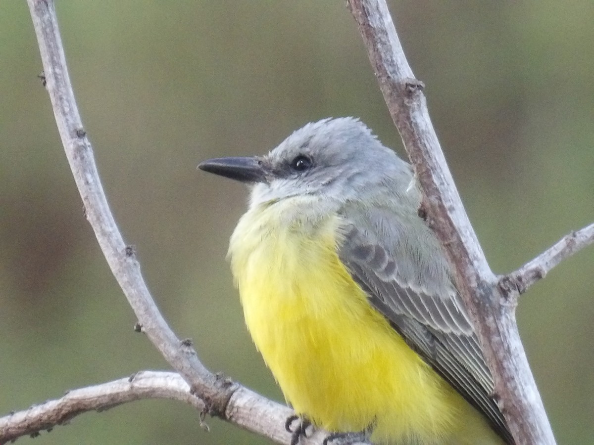 Tropical Kingbird - ML646586703