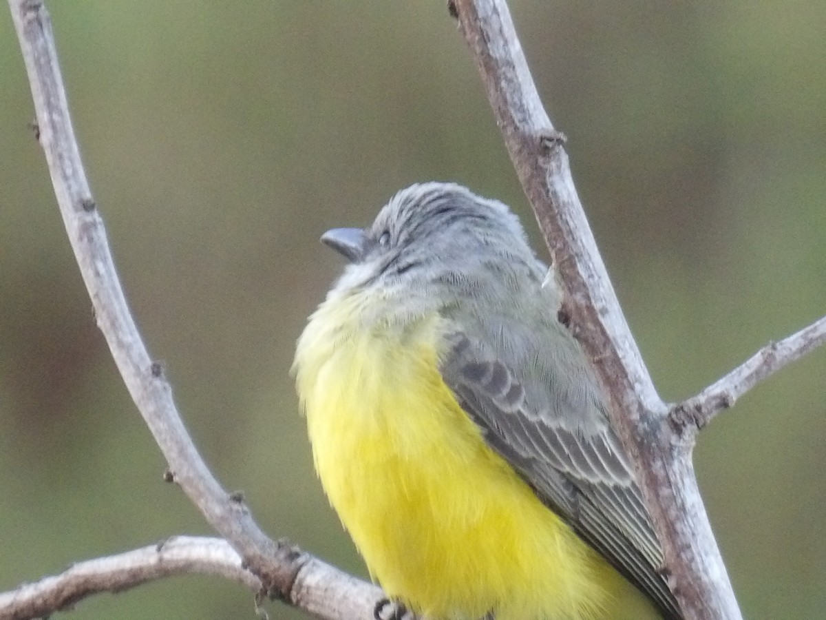 Tropical Kingbird - ML646586704