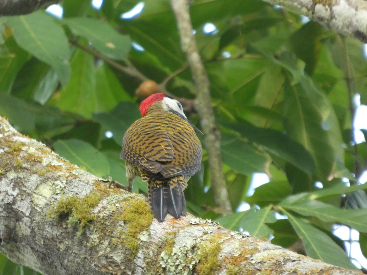 Spot-breasted Woodpecker - ML646586706