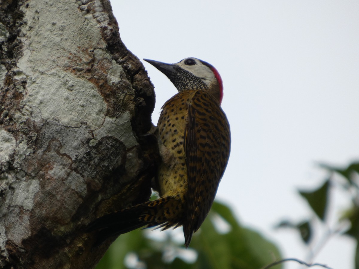 Spot-breasted Woodpecker - ML646586707