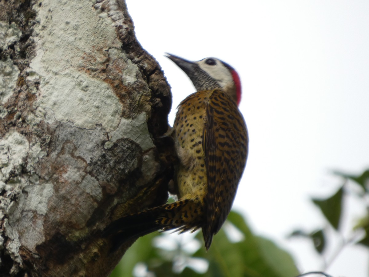 Spot-breasted Woodpecker - ML646586708