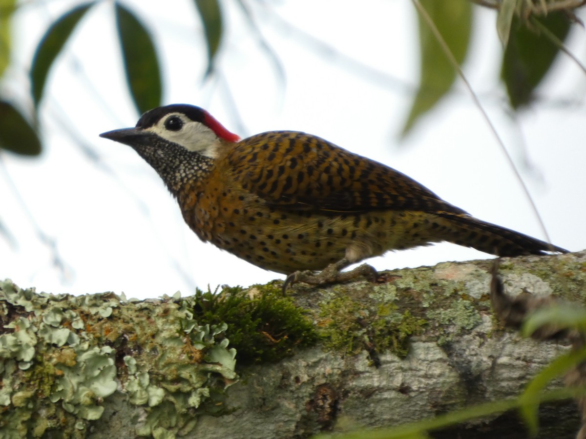 Spot-breasted Woodpecker - ML646586709