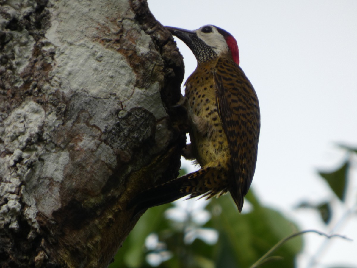 Spot-breasted Woodpecker - ML646586710