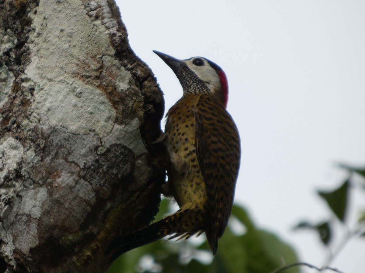 Spot-breasted Woodpecker - ML646586711