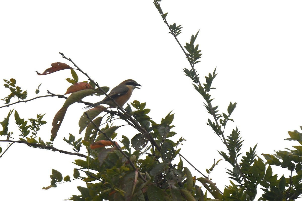 Bull-headed Shrike - ML646586717