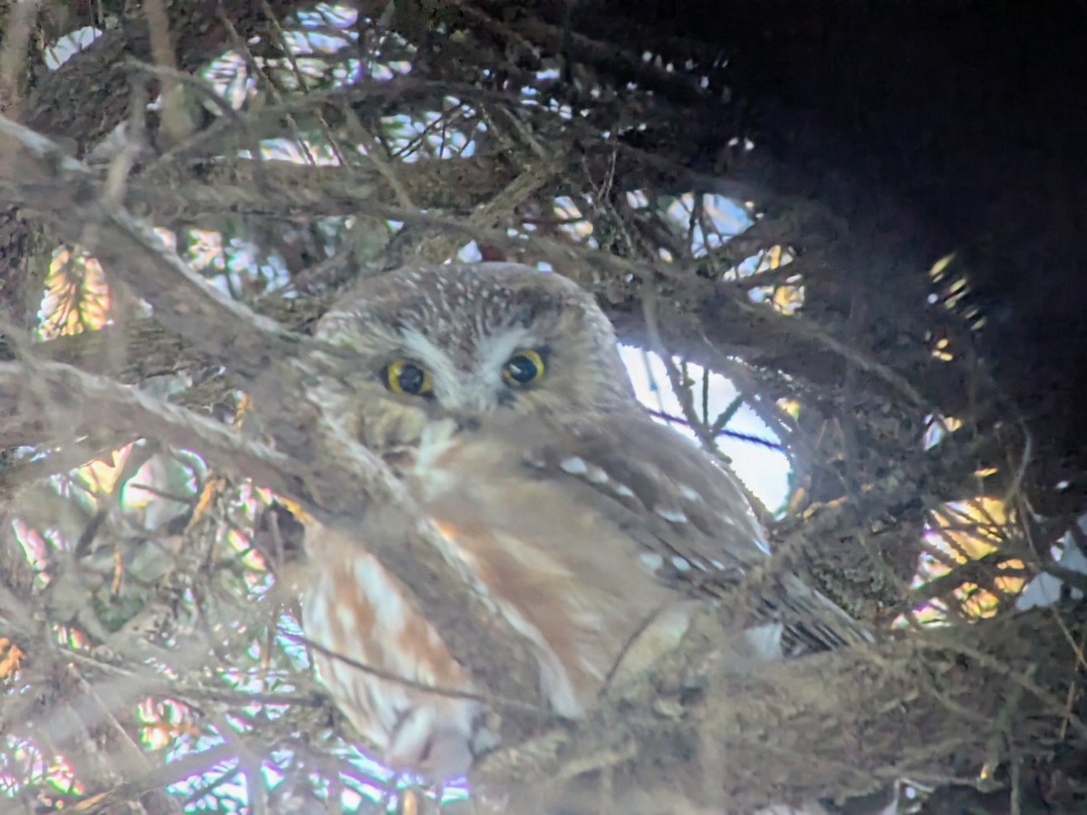 Northern Saw-whet Owl - ML646586719