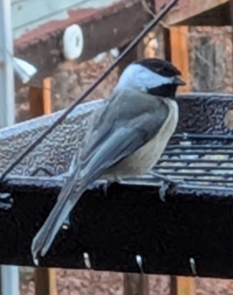 Carolina Chickadee - ML646586720