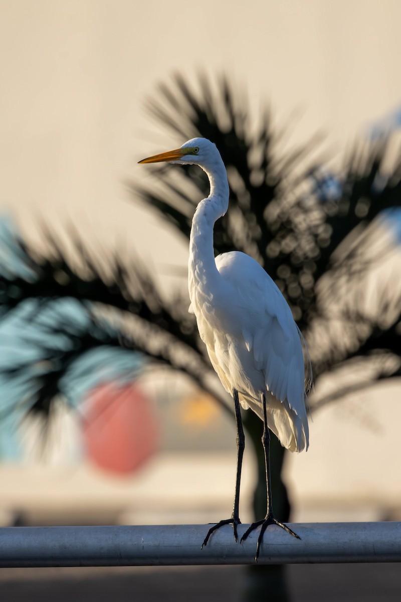 Great Egret - ML646586722