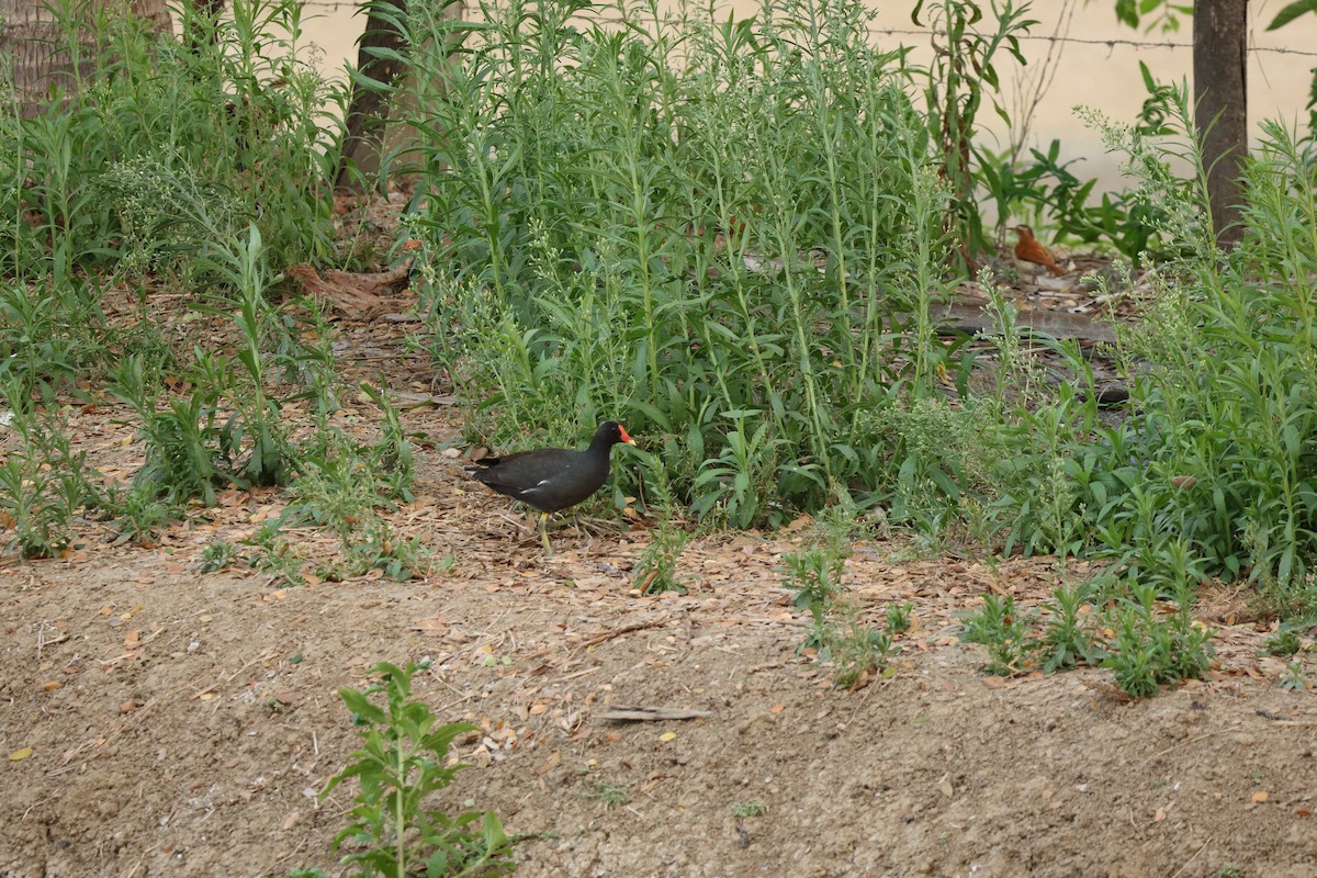 Common Gallinule - ML646586725