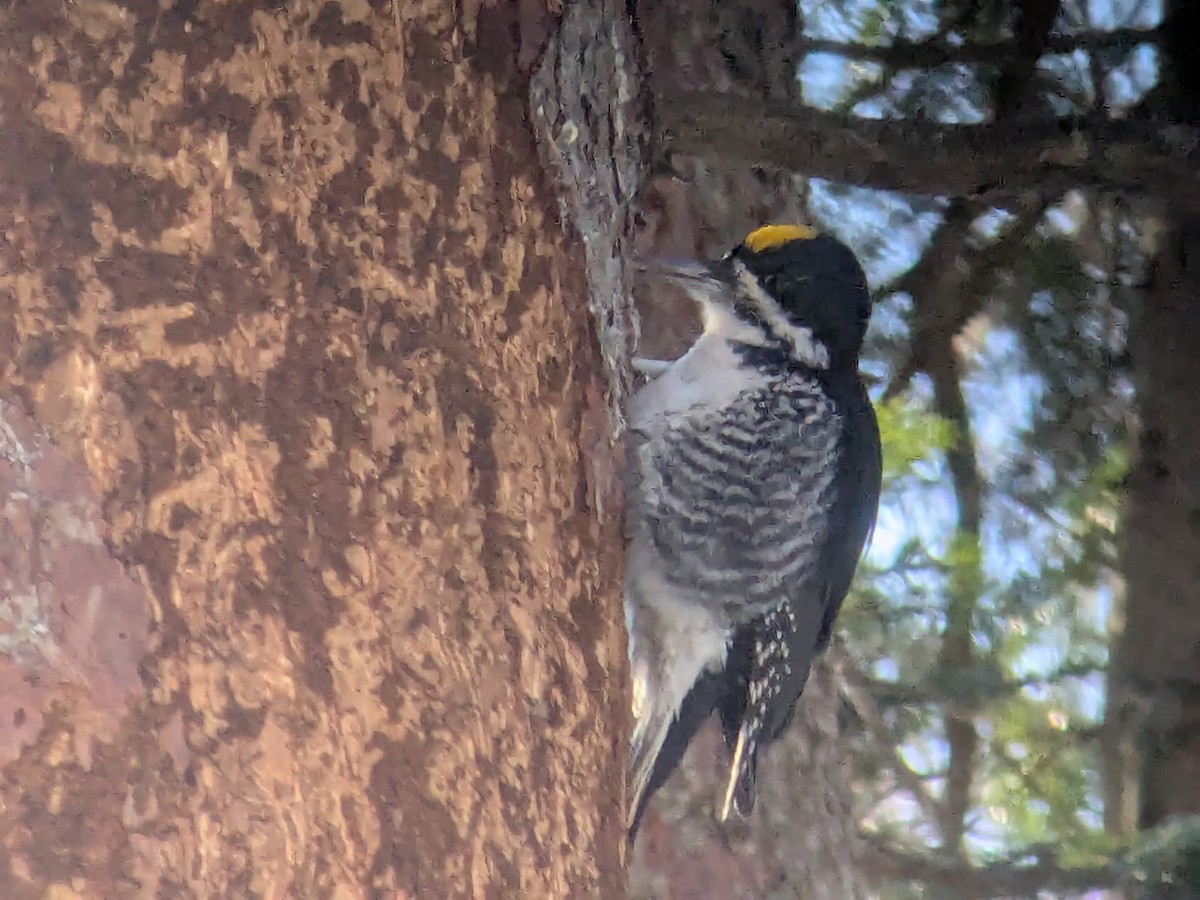 Black-backed Woodpecker - ML646586726