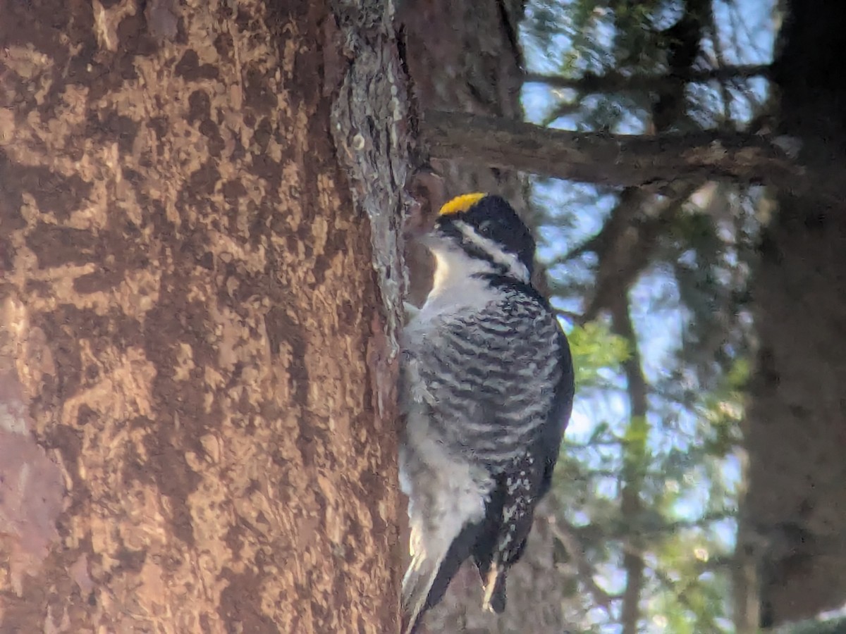 Black-backed Woodpecker - ML646586727