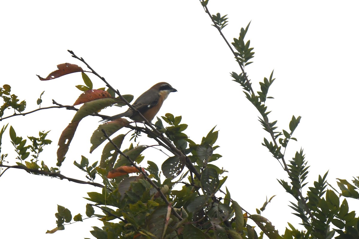 Bull-headed Shrike - ML646586729