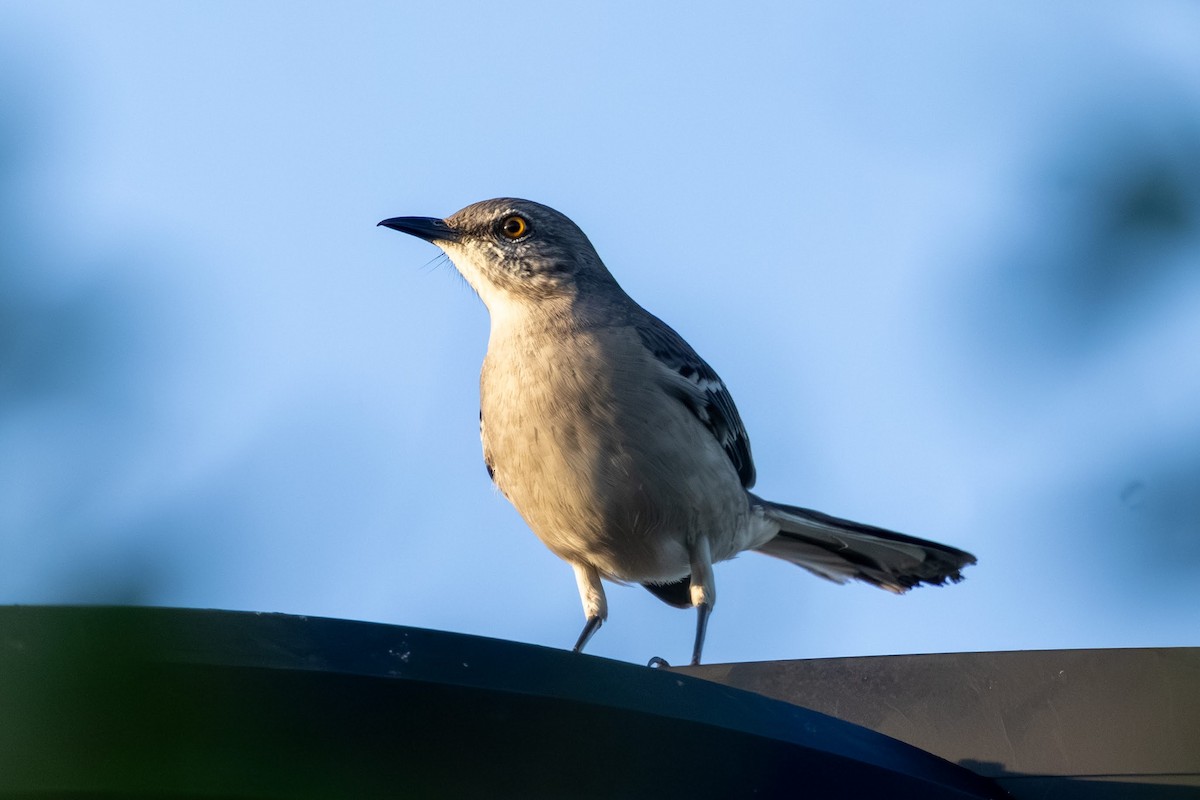 Northern Mockingbird - ML646586731