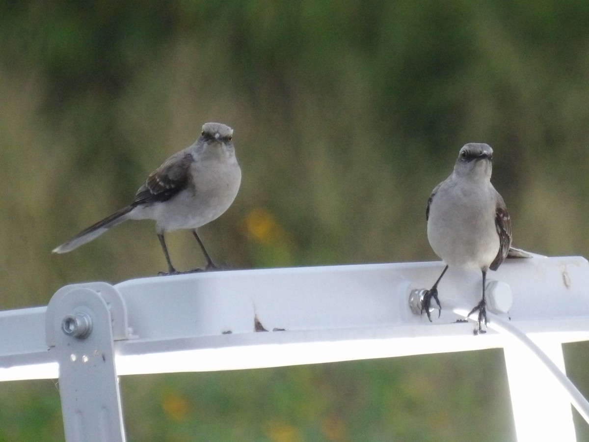 Tropical Mockingbird (Southern) - ML646586737