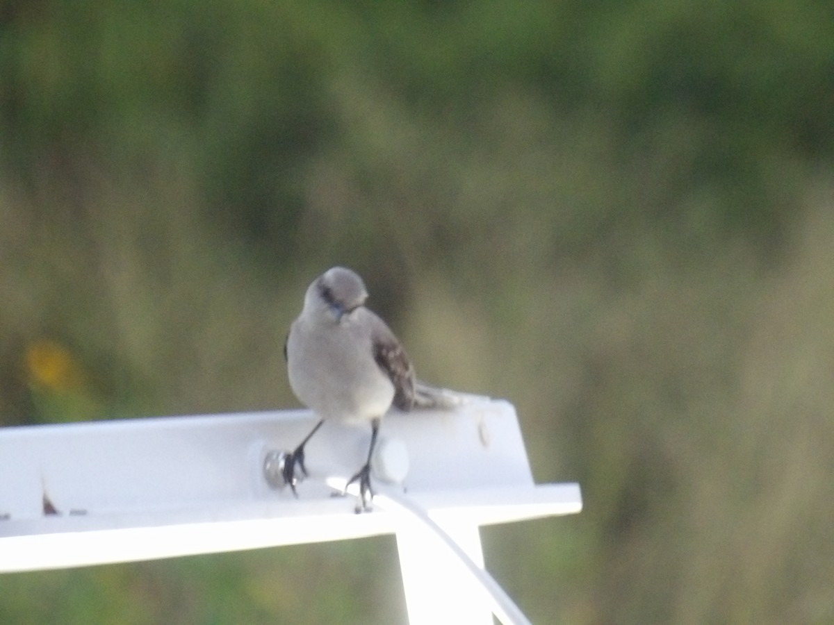 Tropical Mockingbird (Southern) - ML646586738