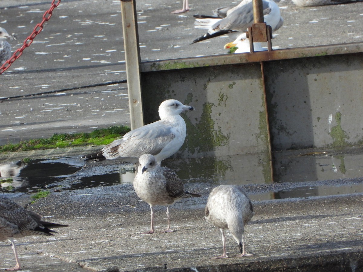 European Herring Gull - ML646586740